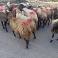 گله گوسفند جوان داشتی زاییده وآبستن مایه کرده