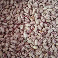 لوبیا چیتی درجه یک