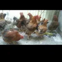 مرغ محلی تخم گزار