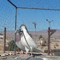 دم سفید|پرنده|فردوس (خراسان), |دیوار