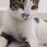 گربه گمشده|حیوانات|مشهد, کارگران|دیوار