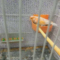 قناری|پرنده|مشهد, کوی سیدی|دیوار