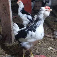 مرغ گلین با جوجه وخروس|حیوانات مزرعه|قائمشهر, |دیوار