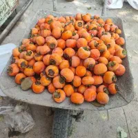 خُرمالو مهریز