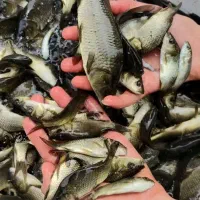 حراج سال انواع بچه ماهی کپور/مور سفید کلی،جزیی