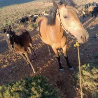 اسب سمیرم.مادیون و کره
