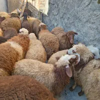 کاور نر وماده داشتی|حیوانات مزرعه|کلیائی, |دیوار