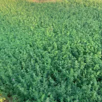 فروش یونجه پرس شده درجه یک یک