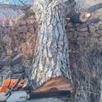 خرید وبرش انواع درخت و چوب