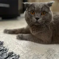 گربه اصیل اسکاتیش نر