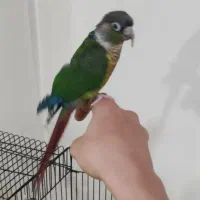 طوطی گیرینچیک با تمام وسایل و قفش