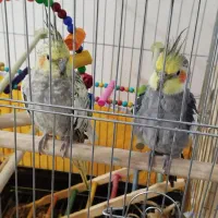 عروس هلندی|پرنده|پیرانشهر, |دیوار