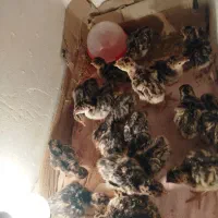 جوجه بوقلمون