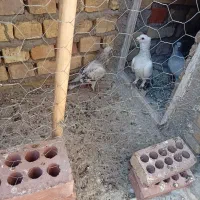 یک جفت با جوجه سبز بدرنگ