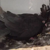 کبوتر سیاه چشم نوک