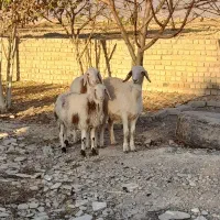 بره ماده سه عدد پلنگی|حیوانات مزرعه|بروجرد, |دیوار