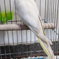 عروس هلندی ماده|پرنده|ری, شهرک نظامی|دیوار