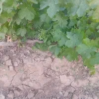 ابغوره طبیعی|خوردنی و آشامیدنی|مشهد, عبادی|دیوار