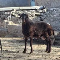 بره نر همو ۴۳ کیلو|حیوانات مزرعه|سرولایت, |دیوار