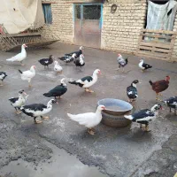 اردک اسرائیلی|حیوانات مزرعه|دینور, |دیوار