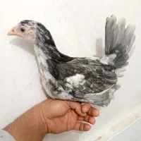 مرغ و خروس گلین طوسی نیمچه .جوجه|حیوانات مزرعه|اسلامشهر, شاطره|دیوار