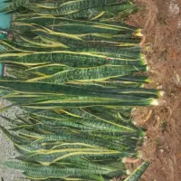 حراجی سانسوریا|گل و گیاه طبیعی|شیروان (خراسان), |دیوار