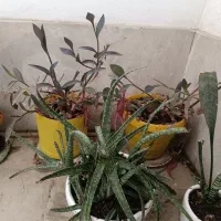 حراج گیاهان آپارتمانی|گل و گیاه طبیعی|کرج, باغستان|دیوار