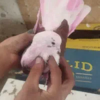 کفتر شازده.پرشتی عتیقه|پرنده|ملایر, |دیوار