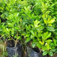 خدمات باغبانی باغچه کاری هرسکاری تعویض خاک گلدان|خدمات باغبانی و درختکاری|تهران, سعادت‌آباد|دیوار