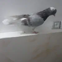 کفتر پرشی کمیاب|پرنده|نسیمشهر, |دیوار