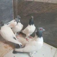 گوباش دورح۵عدد