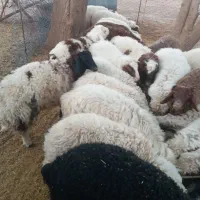 بره|حیوانات مزرعه|چوار, |دیوار