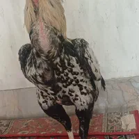 خروس لاری صابونی