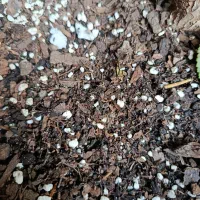 خاک|گل و گیاه طبیعی|تهران, نارمک|دیوار