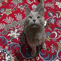 گربه نژاد دار بلو