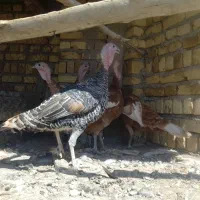 بوقلمون بوربون وبرنز