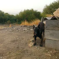 سگ مالینیوز|سگ|کرمانشاه, |دیوار