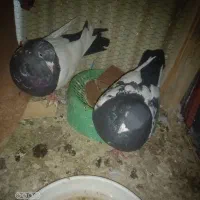 چهار عدد کبوتر|پرنده|دوگنبدان, |دیوار