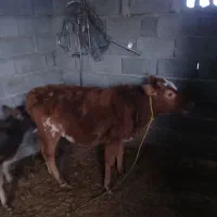 گوساله  جنس خوب چاق عالی