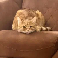 واگذاری رایگان|گربه|صفادشت, |دیوار