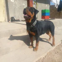 سگ روتوایلر ماده