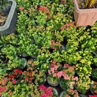 گل کالانکویه *گلخانه من*|گل و گیاه طبیعی|بیرجند, |دیوار