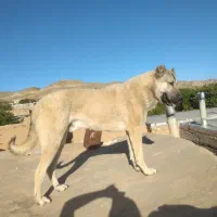 سگ سرابی|سگ|ماهنشان, |دیوار