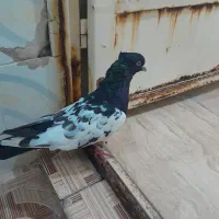 خرمشهر
