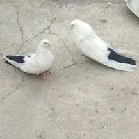 دمبی (قوروخلی)