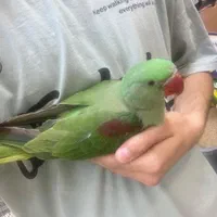 جوجه شاه طوطی دونخور و سرلاکی (کینگ سایز) کاسکو|پرنده|تهران, خرمشهر|دیوار