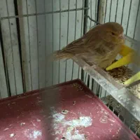 قناری ماده|پرنده|خمینی‌شهر, |دیوار