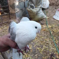 کفتر بلند تهرونی جفت