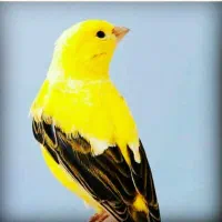 قناری تعداد میخوام باچک صیادی