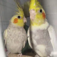 فروش عروس هلندی دستی|پرنده|اردکان, |دیوار